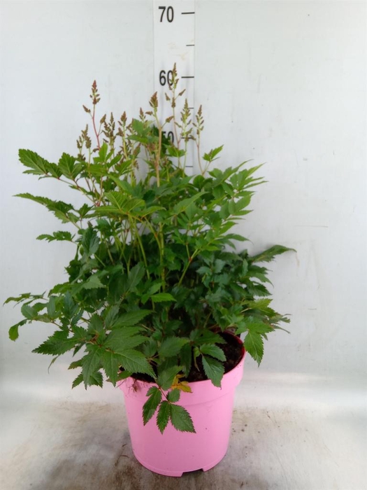 <h4>Astilbe   ...</h4>