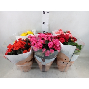 Begonia elat. DU   ...mix