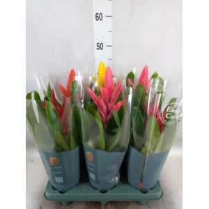 Vriesea   ...mix