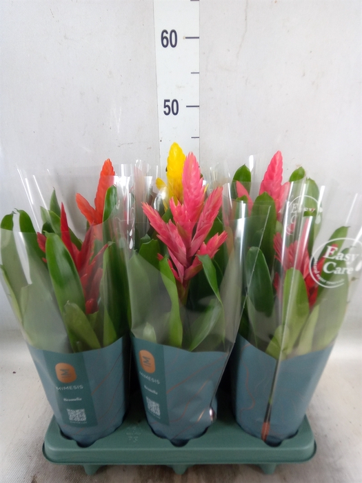 <h4>Vriesea   ...mix</h4>