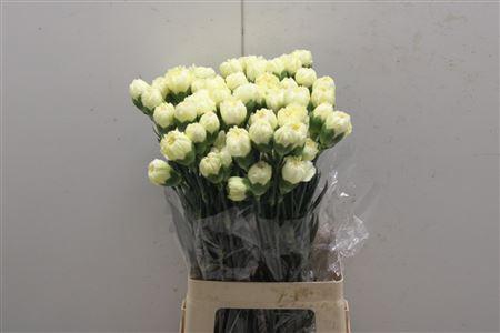 <h4>Di St Wedding</h4>