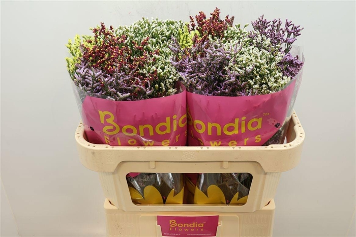 <h4>LIM SIN DIAMOND GEM</h4>