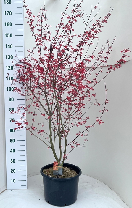 <h4>ACER PA DESHOJO</h4>