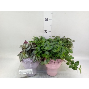 Arr.   Kamerplant Groen L%