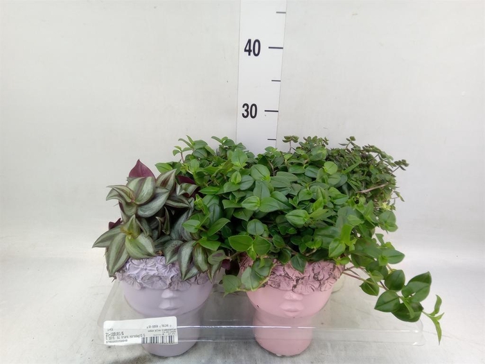 <h4>Arr.   Kamerplant Groen L%</h4>