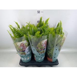 Nephrolepis exal. 'Green Lady'