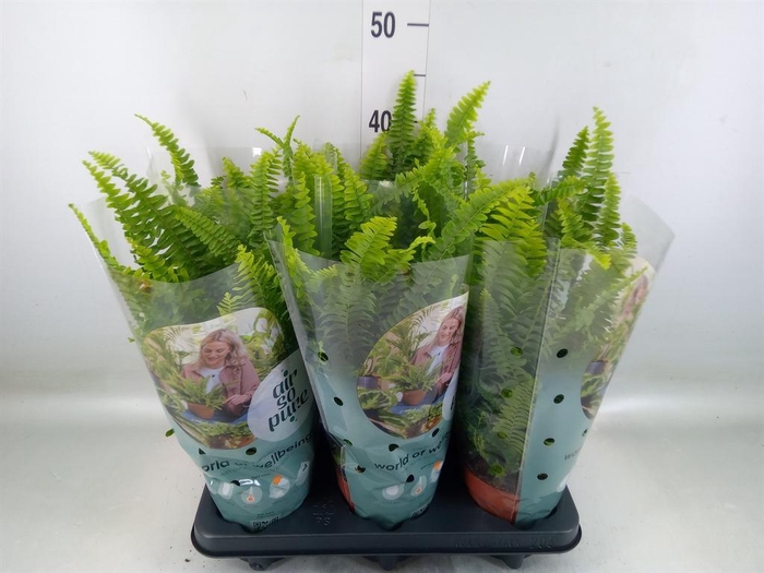 <h4>Nephrolepis exal. 'Green Lady'</h4>