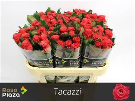 <h4>R Gr Tacazzi+</h4>