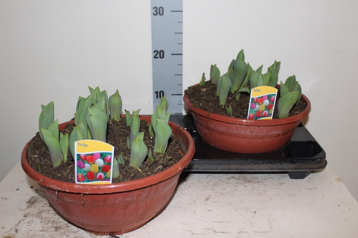 <h4>TUL GEM IN POT</h4>