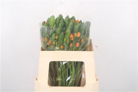 <h4>Ornithogalum Db Orange Fire</h4>