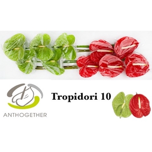 Anthurium Tropidori