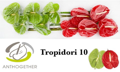 <h4>Anthurium Tropidori</h4>