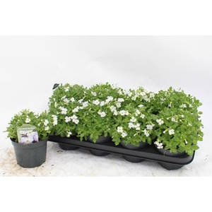 AUBR F BLUE BLUSH BI