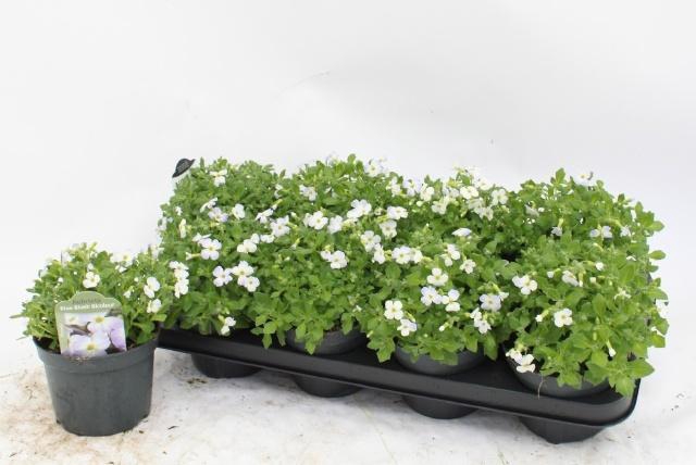 <h4>AUBR F BLUE BLUSH BI</h4>