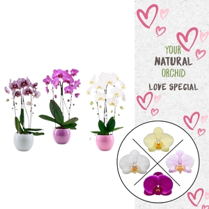 Phal. 2 spike Cascade Mix in Lisa keramiek
