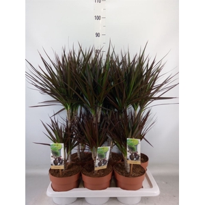 Dracaena marg. 'Magenta'
