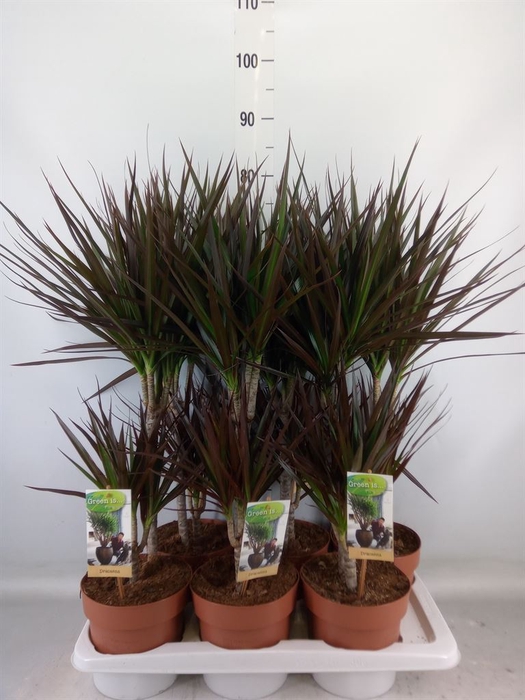 <h4>Dracaena marg. 'Magenta'</h4>
