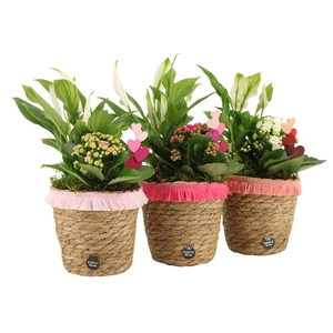 21840: Lovess arrangement