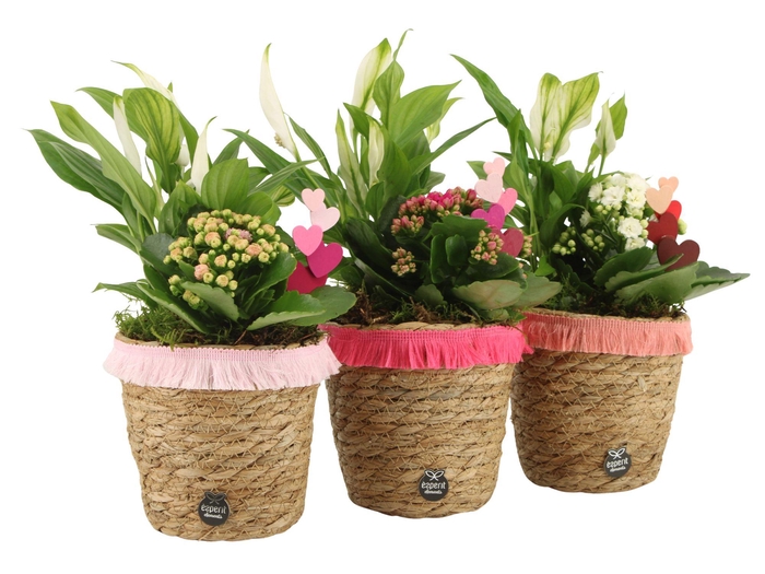 <h4>21840: Lovess arrangement</h4>