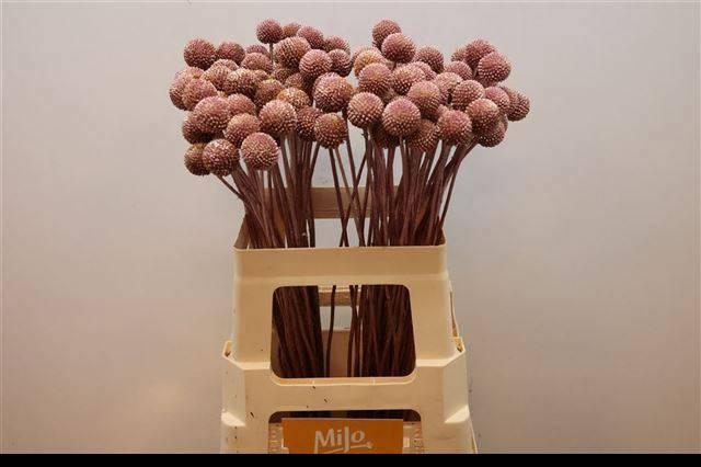 <h4>CRAS KLB H%</h4>