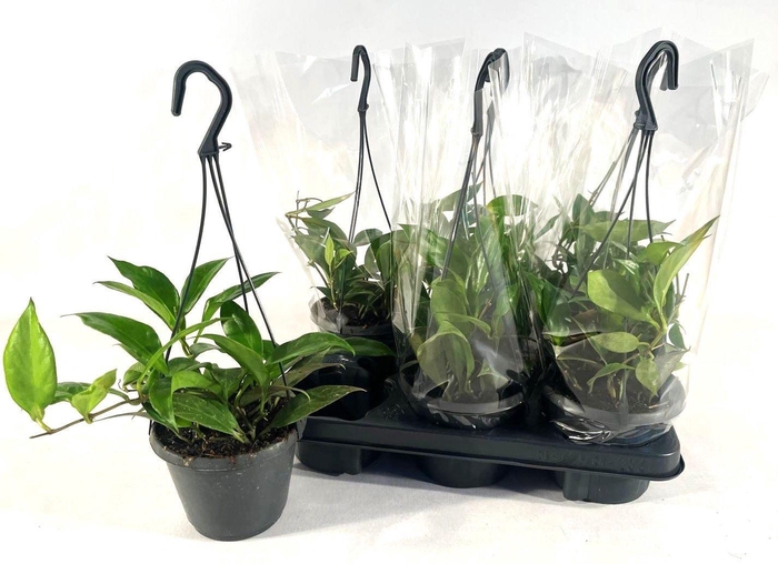 <h4>Hoya Sunrise</h4>