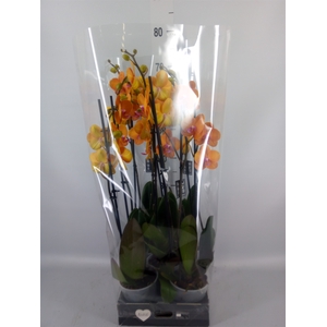 Phalaenopsis   ...