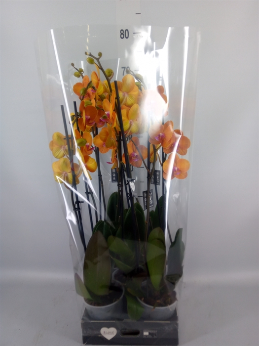 <h4>Phalaenopsis   ...</h4>
