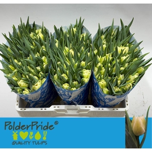 Tulipa do avant garde