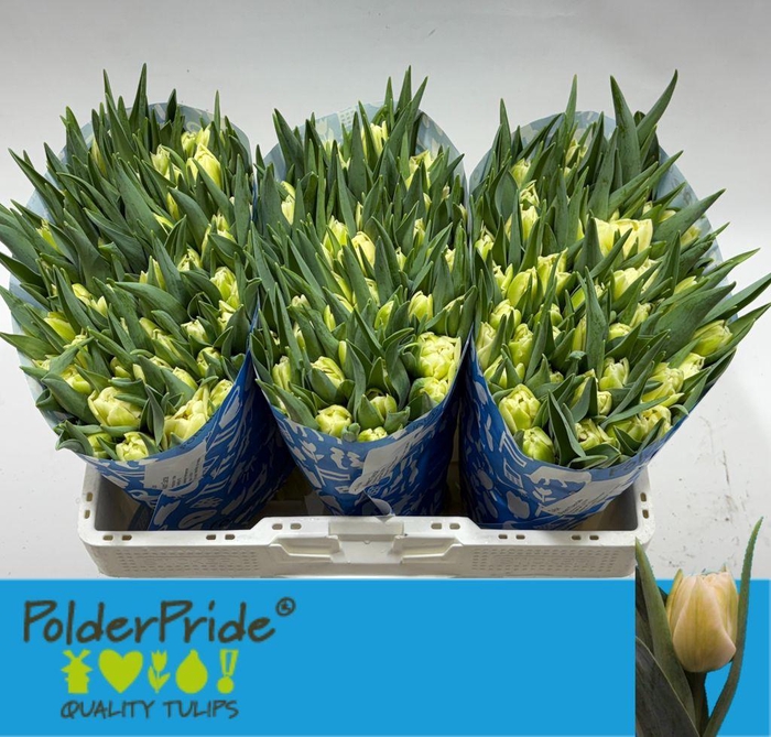 <h4>Tulipa do avant garde</h4>