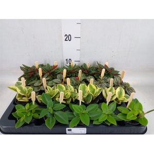Peperomia   ...mix