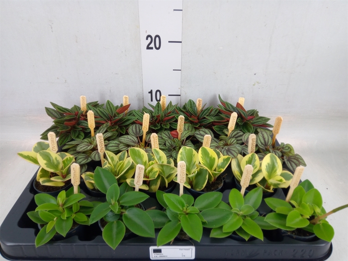 <h4>Peperomia   ...mix</h4>