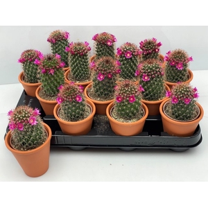 CACTUS BLOEIEND
