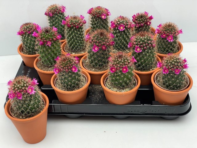 <h4>CACTUS BLOEIEND</h4>