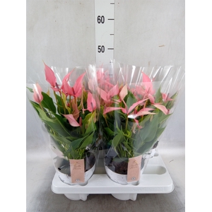 Anthurium andr. 'Lilli'