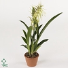 BRASSIA  'SUMMER DREAM' NEW YELLOW