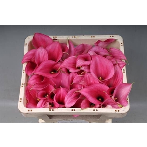 Calla Captain Romance