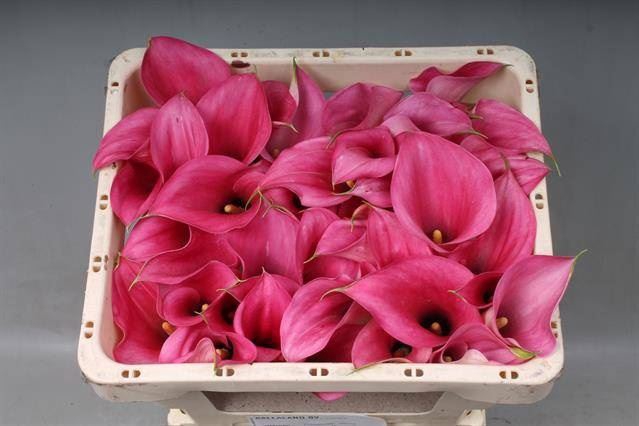 <h4>Calla Captain Romance</h4>