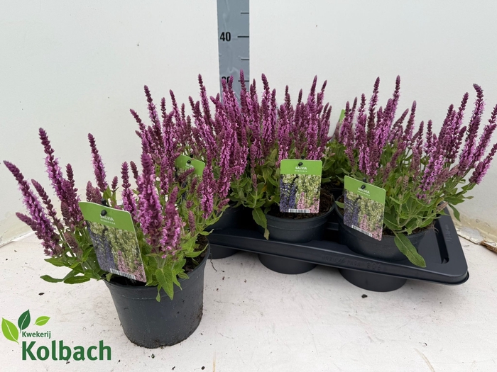 <h4>SALVIA NE SE DP ROSE</h4>