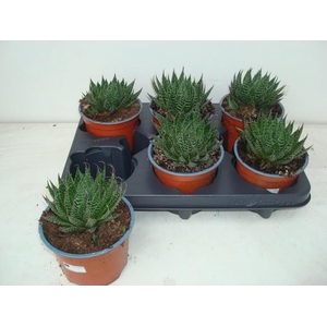 ALOE ARISTATA