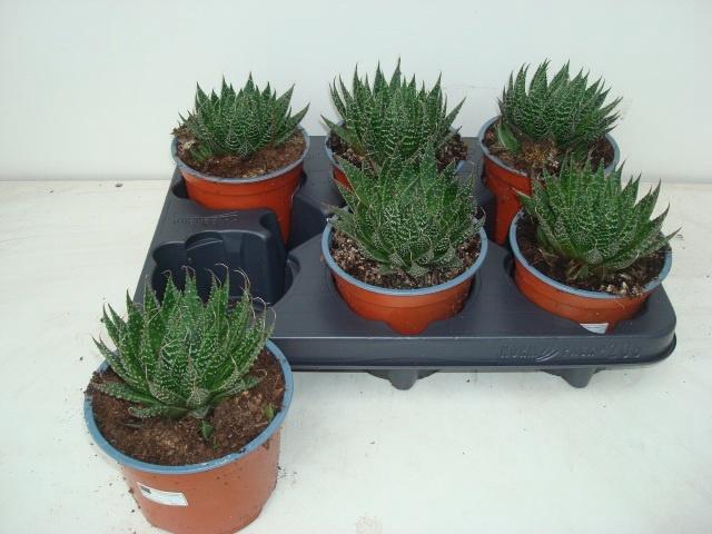 <h4>ALOE ARISTATA</h4>