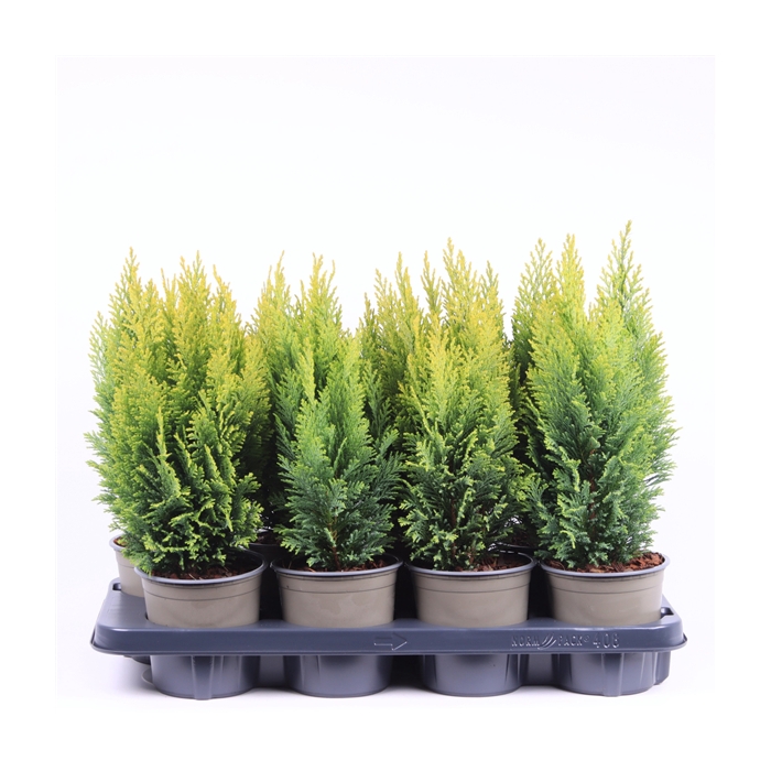 <h4>Chamaecyparis lawsoniana 'Ellwood's Empire'</h4>