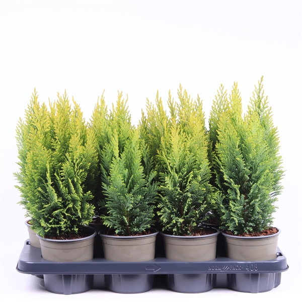 <h4>Chamaecyparis lawsoniana 'Ellwood's Empire'</h4>