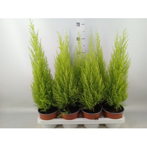 Cupressus macro. 'Goldcrest Wilma'