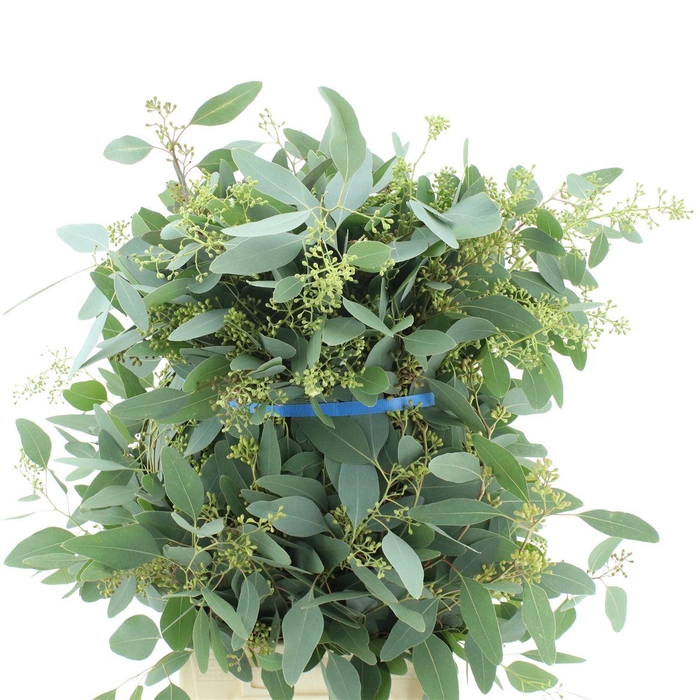 <h4>Euca Populus Berries 300gr Premium France</h4>