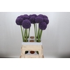 Allium Ambassador