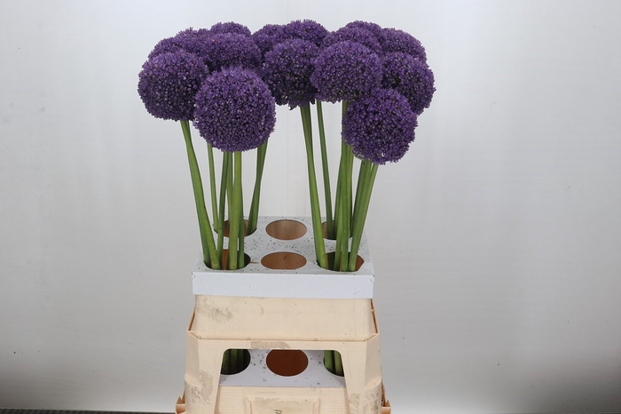 <h4>Allium Ambassador</h4>