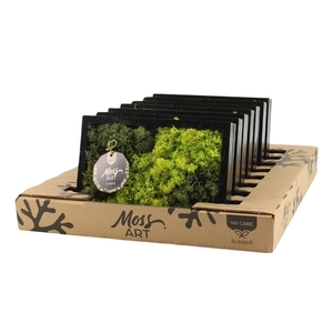 90648: Moss Art arrangement D24