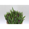 BQ Tulp Salix Lavender