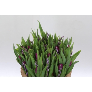 BQ Tulp Salix Lavender