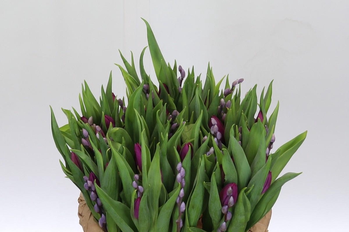 <h4>BQ Tulp Salix Lavender</h4>
